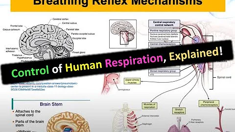 Breathing Reflex Mechanisms & the Control Of Respiration | Medical Instrumentation | Dr Loay Al-Zube