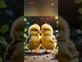 Amazing chiken ya murgi facts my new Chanel plies my supporting me