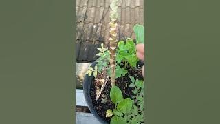Semangat Menanam Sayur di Kebun Mini