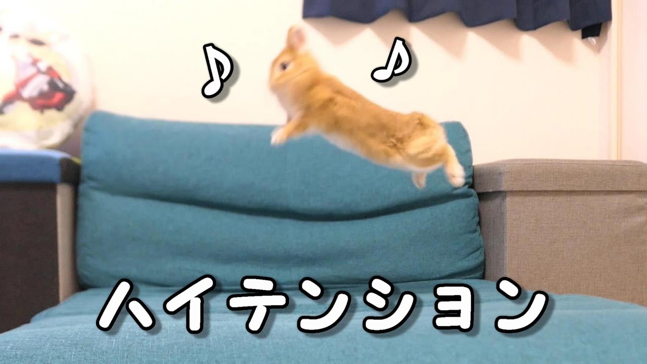 嬉しさのあまり一生飛び跳ねてるウサギがこちら - YouTube