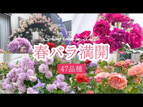 2025年春バラ満開】綺麗に咲いたバラ47品種紹介します🌹 - YouTube