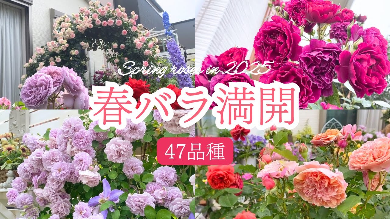薔薇2種　秋海棠　3種まとめ 国色天香 Cos Se Tian Xiang ｜ ピーキャットローズショップ
