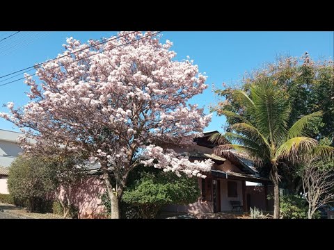 Casa térrea, miolo do Condomínio Portal da Mata 2, Barão Geraldo , Campinas SP