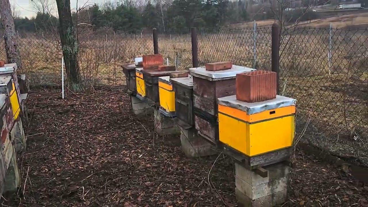 Dezynfekuje i czyszczę dennice. Pomagam pszczołom.