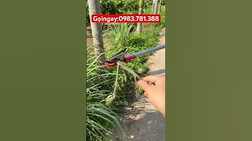Mẫu kéo cắt cành ghim quả trên cao siêu sắc ngọt.. không cần trèo thang bác ghế ..!!!