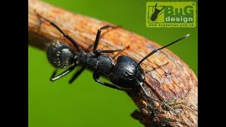 Муравьи Сamponotus vagus/Гигантский муравей-древоточец/Переезд