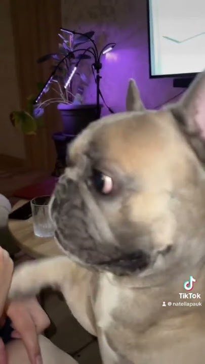 Мистер Бруно провинился 🐶#frenchbulldog #mrbruno - YouTube