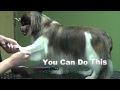 How to Groom a Pekingese - Basic Trim (Trailer)