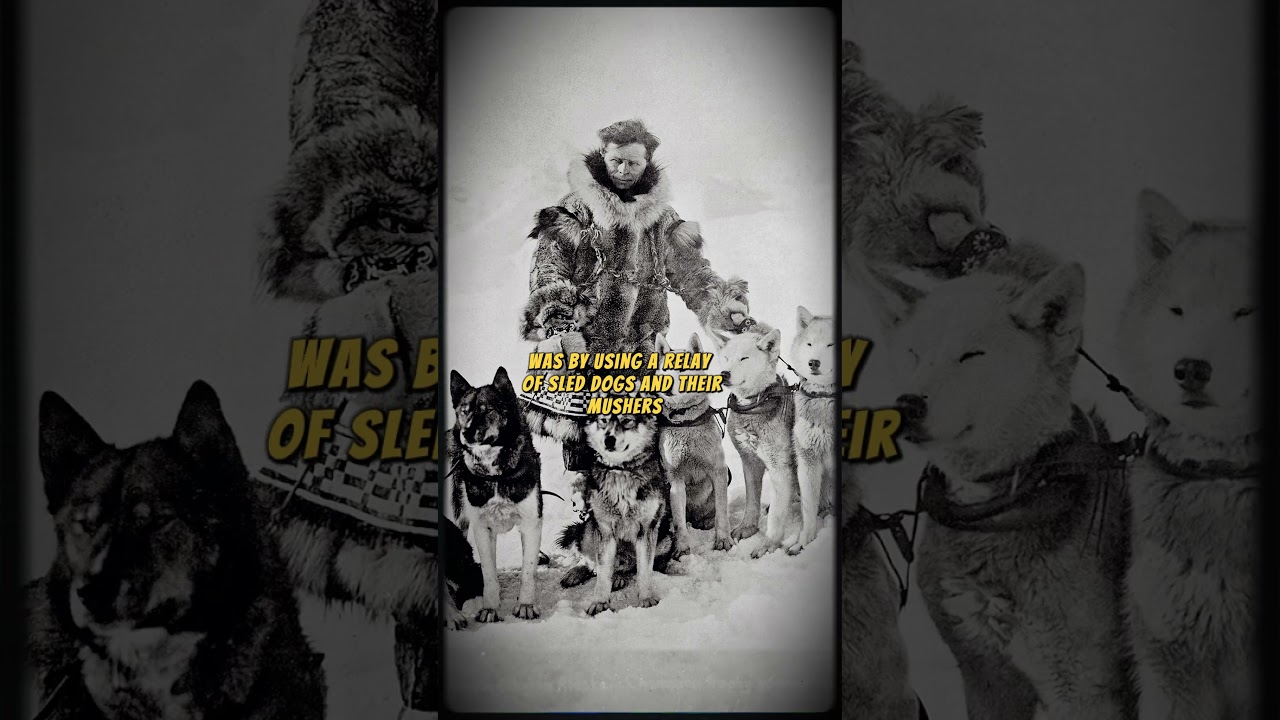 Togo: The Sled dog Who Helped To Save Alaska 
