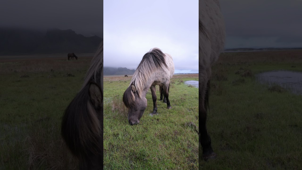 Free Lightroom Preset: Agfachrome RSX Film Look 🐎 