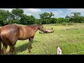 Loaner Horse Belle & Buddy Updates Of Their Ventures