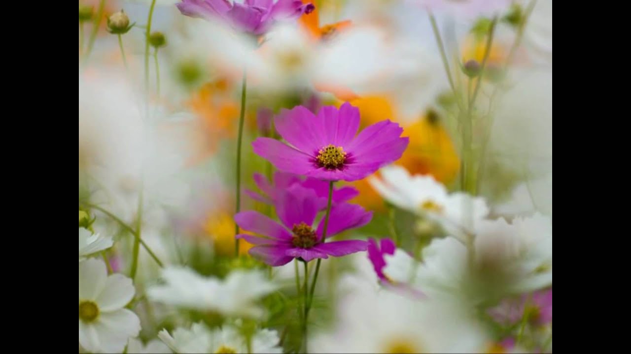 Watch 《花非花<浮生夢事> ☆ Dreaming Of My Life》 on YouTube Watch 《花非花<浮生夢事> ☆ Dreaming Of My Life》 on YouTube