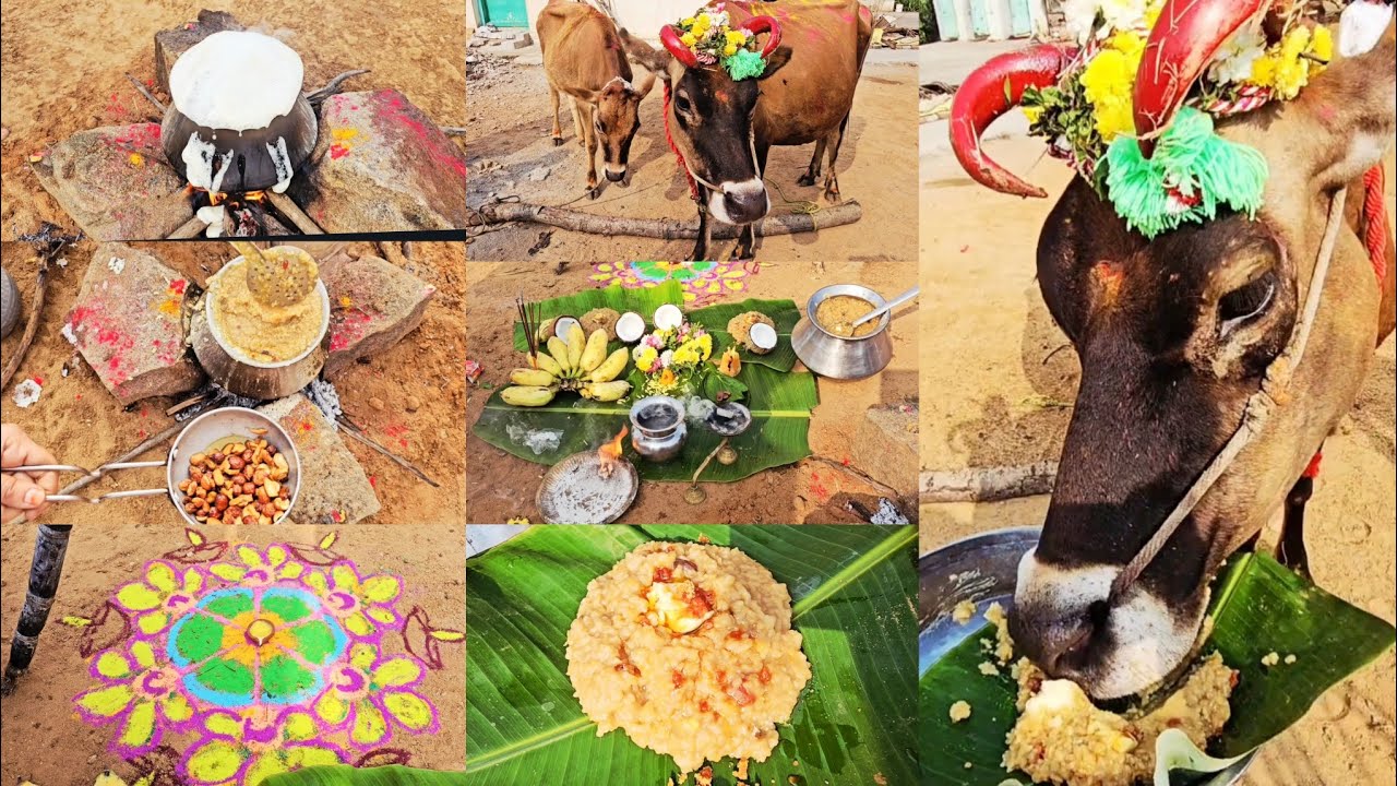 Mattu pongal celebration in village/pongal celebration 2026/traditional pongal preparation/பொங்கல்