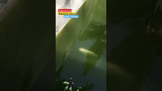 Indukan ikan nila mengeluarkan anak #short #indukan #ikannila #anak #budidayaikan #kolamikan #pakan