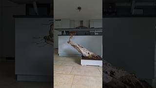 Massive ficus🌳#bonsai #fyp #diy #tree #care