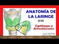  anatoma de la laringe 12 cartlagos y articulaciones fcil rpido y sencillo