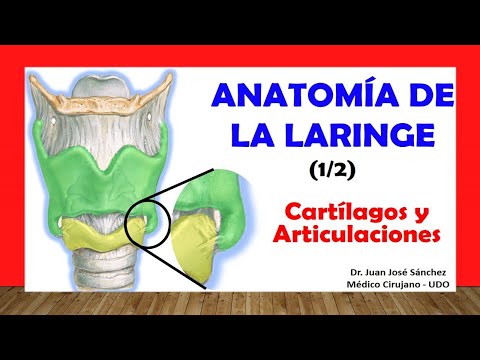 Video: ¿La tráquea está revestida de cartílago?