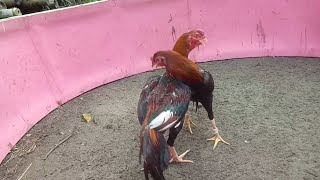 materi pama anti lock, atret timpuk dan solah lari. materi silangan ayam pama dan ayam mangon