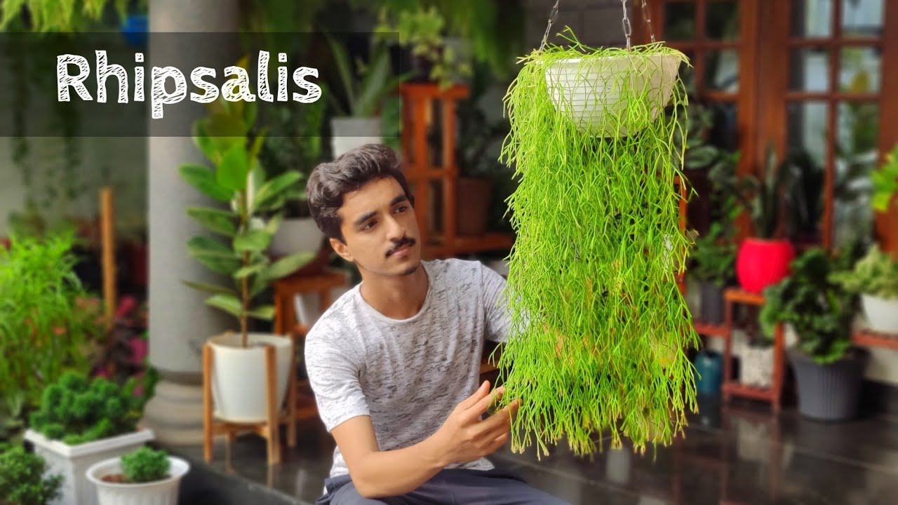 Rhipsalis Plant care Bushy hanging cactus easy to care YouTube