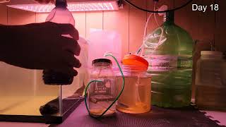 Rotifers Day 17 - 19 - Minor Setbacks from Ignoring them