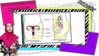 4.2: Sistem Pembiakan Manusia