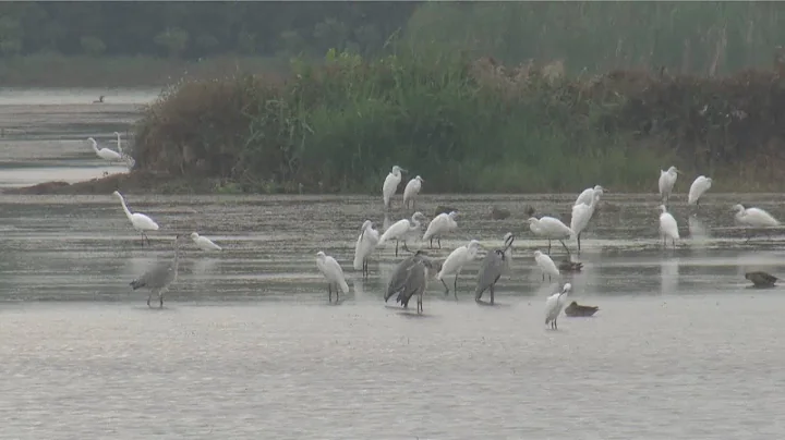 10,000 migratory birds arrive in south China for winter - 天天要闻
