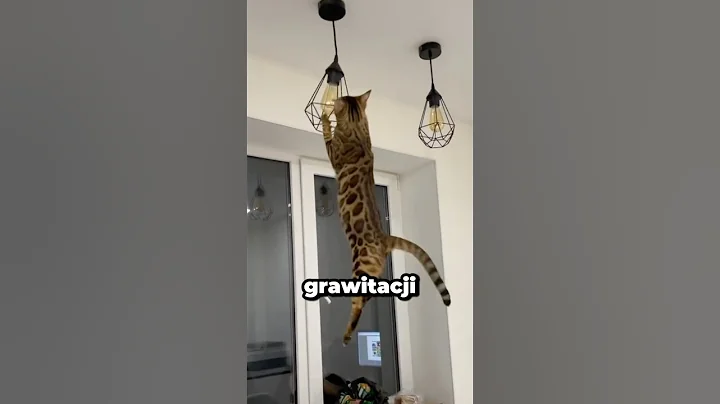 Video 11225191: bengal cat, leopard