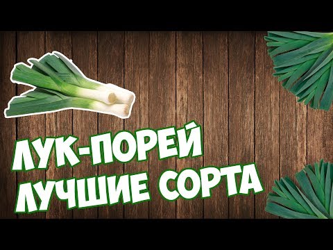ЛУК ПОРЕЙ 🌱 Обзор лучших сортов лука порей для средней полосы от hitsadTV