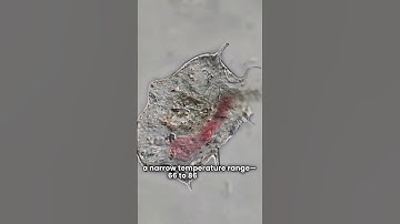 The Ocean’s Most Abundant Life Form May Not Survive Global Warming