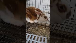 Rabbit nestboxes, metal and wood. #rabbits #raisingrabbits #rabbitfarming