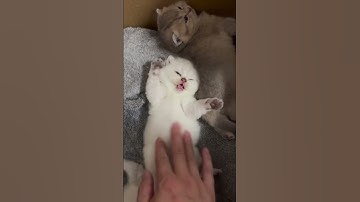 Thumbnail of Mom, I'm not clean anymore #cat #pawsn #trending