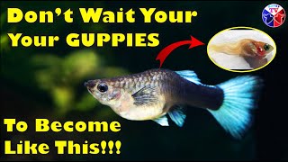 Guppy Fish Deformities Tips and Prevention!