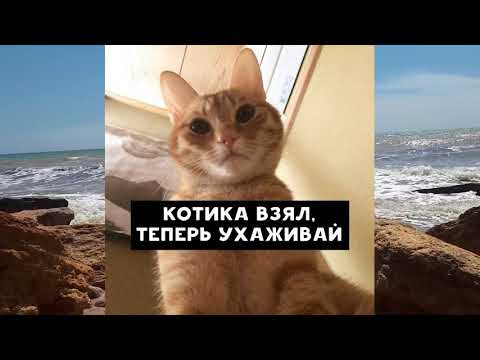 С добрым утром от кота, котика, котишки, котище, котяры, собаки бешеной))) Good morning from the cat