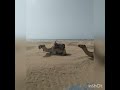 ام كلثوم مقطع وصفوا لي الصبر ام كلثوم مقطع وصفوا لي الصبر