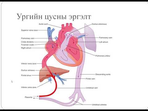 Видео: Rh сөрөг цус нь эрүүл хүүхэд төрөхөд саад болохгүй