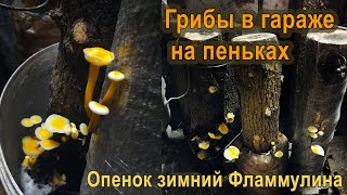 Опенок зимний  Фламмулина  Выращивание  Эксперимент Часть 1