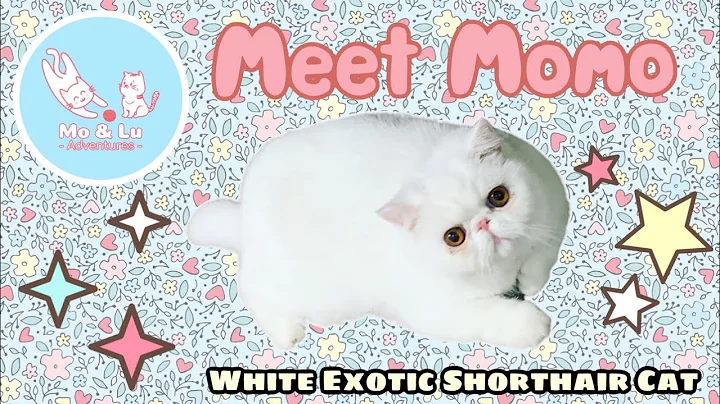 Watch the video about 😺 MEET MOMO THE EXOTIC SHORTHAIR CAT 💕 INTRODUCTION VIDEO