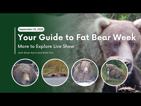 Your Guide to Fat Bear Week | More to Explore Live Show