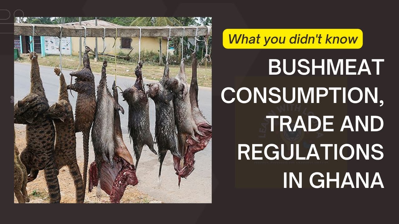 Bushmeat Consumption Trade And Regulations In Ghana YouTube bushmeat-consumption-trade-and-regulations-in-ghana-youtube