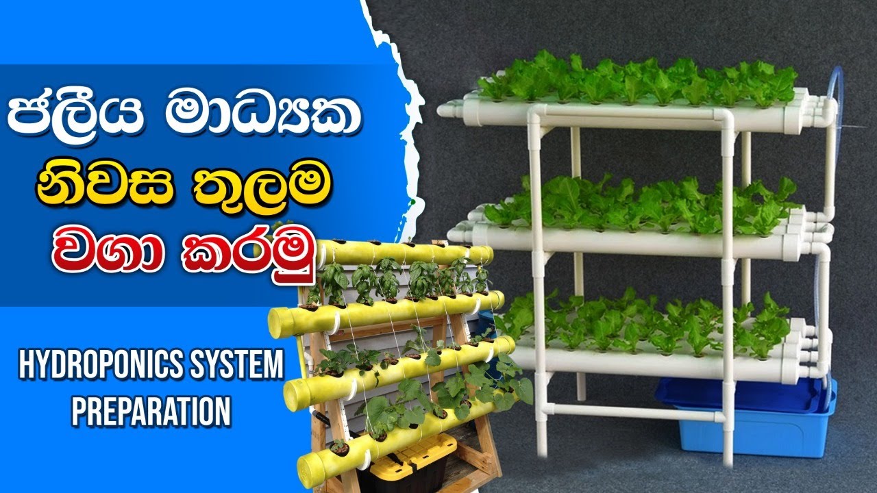 Hydroponics System Preparation BST Saman 
