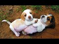 Funny And SOO Cute Beagle Puppies Compilation #01 - Cutest Beagle Puppy