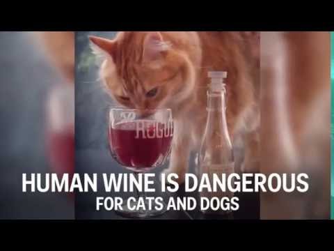 Video: Vino De Gato - Vino Para Gatos