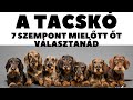 Mielőtt kutyát vennél - A TACSKÓ - 7 fontos szempont.  DogCast TV