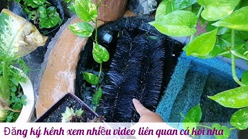 Test Mẫu Hút mặt Hồ Cá Koi mới xoay xoay siêu đẹp