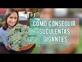 Como conseguir tener una suculenta Suculenta Gigante/Jardín Suculento