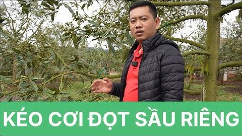 Kéo Cơi Đọt Sầu Riêng Đạt Đỉnh! Bí Quyết Nông Dân Thành Công | Nông Nghiệp TKA