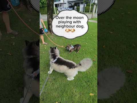 Sunshine Vs Bulldog Who Will Win Husky Siberianhusky Dog