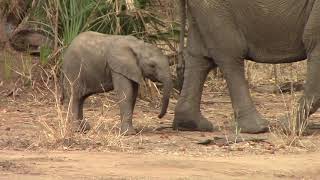 Baby elephant sucks it's thumb (trunk)