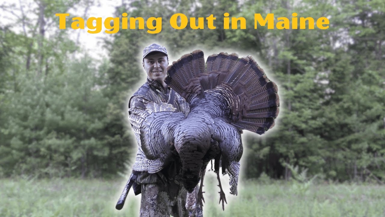 Turkey Rtagging TAGGING OUT in MAINE | Spring Turkey Hunting Trip 2024 - YouTube