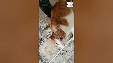 CAT HAS CATNIP BUZZ!  GETS THE ZOOMIES! 😂 😹 😂 #shorts #cats #catnip #funny #buzz @funnyfelines1